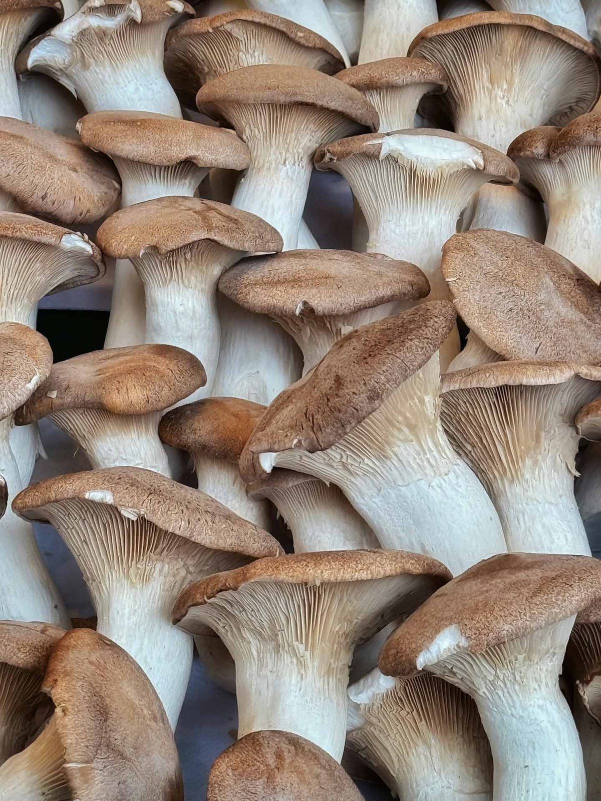 Frische BIO Kräuterseitlinge Pilze aus dem Saarland