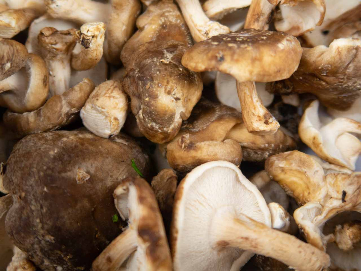 Frische BIO Shiitake Pilze aus dem Saarland